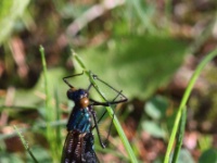 2016-05-23 07h46m58 - Bosbeekjuffer (Calopteryx virgo), man - Kemeri - Lubansmeer - Cor Martijn